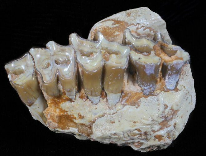 Oligocene Ruminant (Leptomeryx) Jaw Section #60975